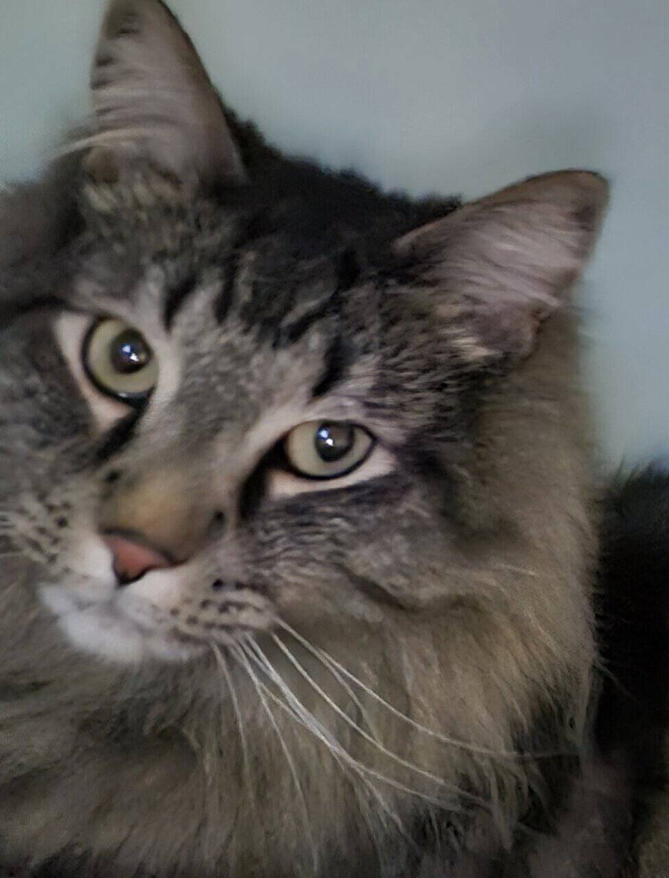 Free 4yr old Cat image 6