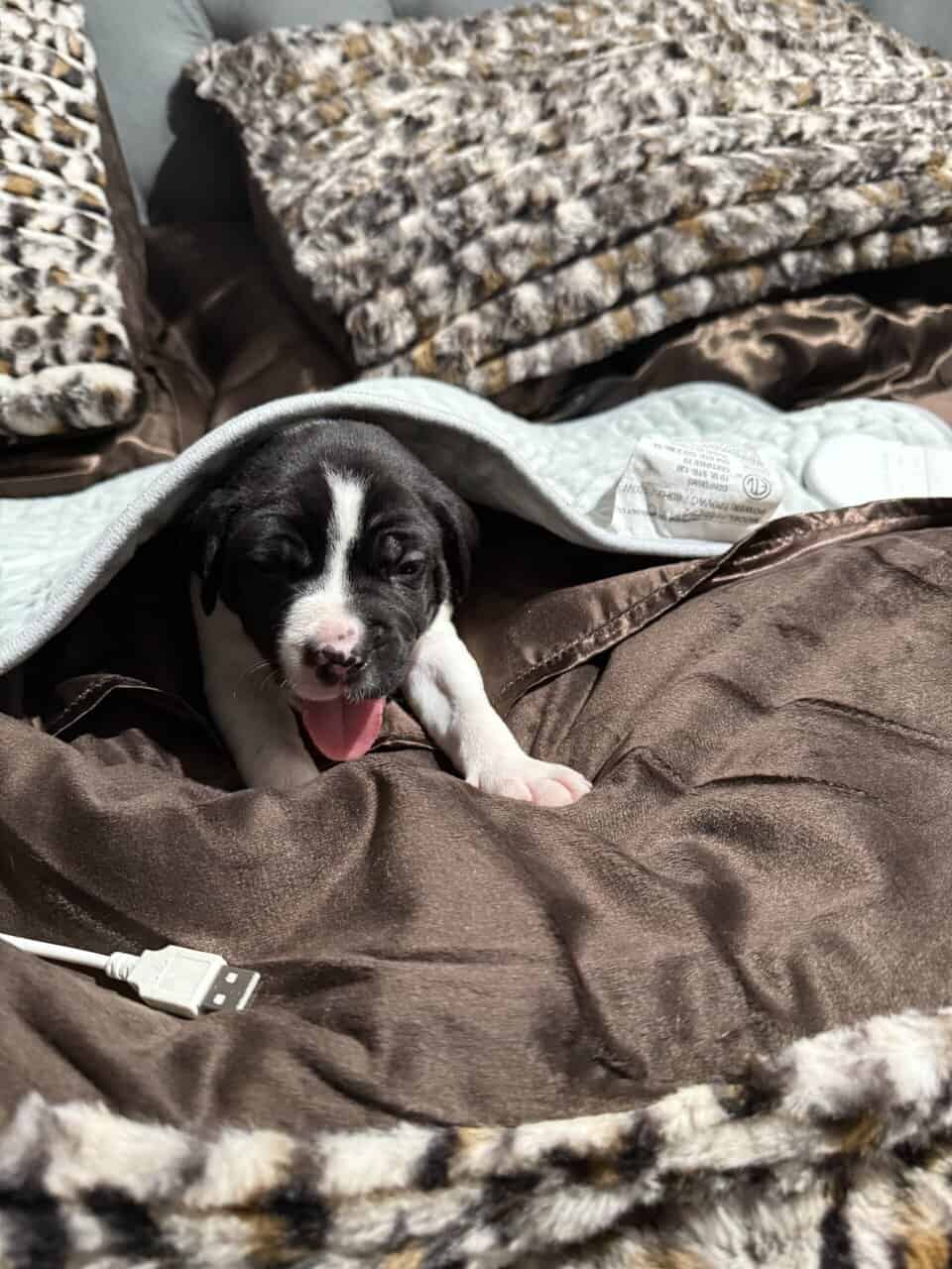 Pitbull / Great Dane puppy image 4