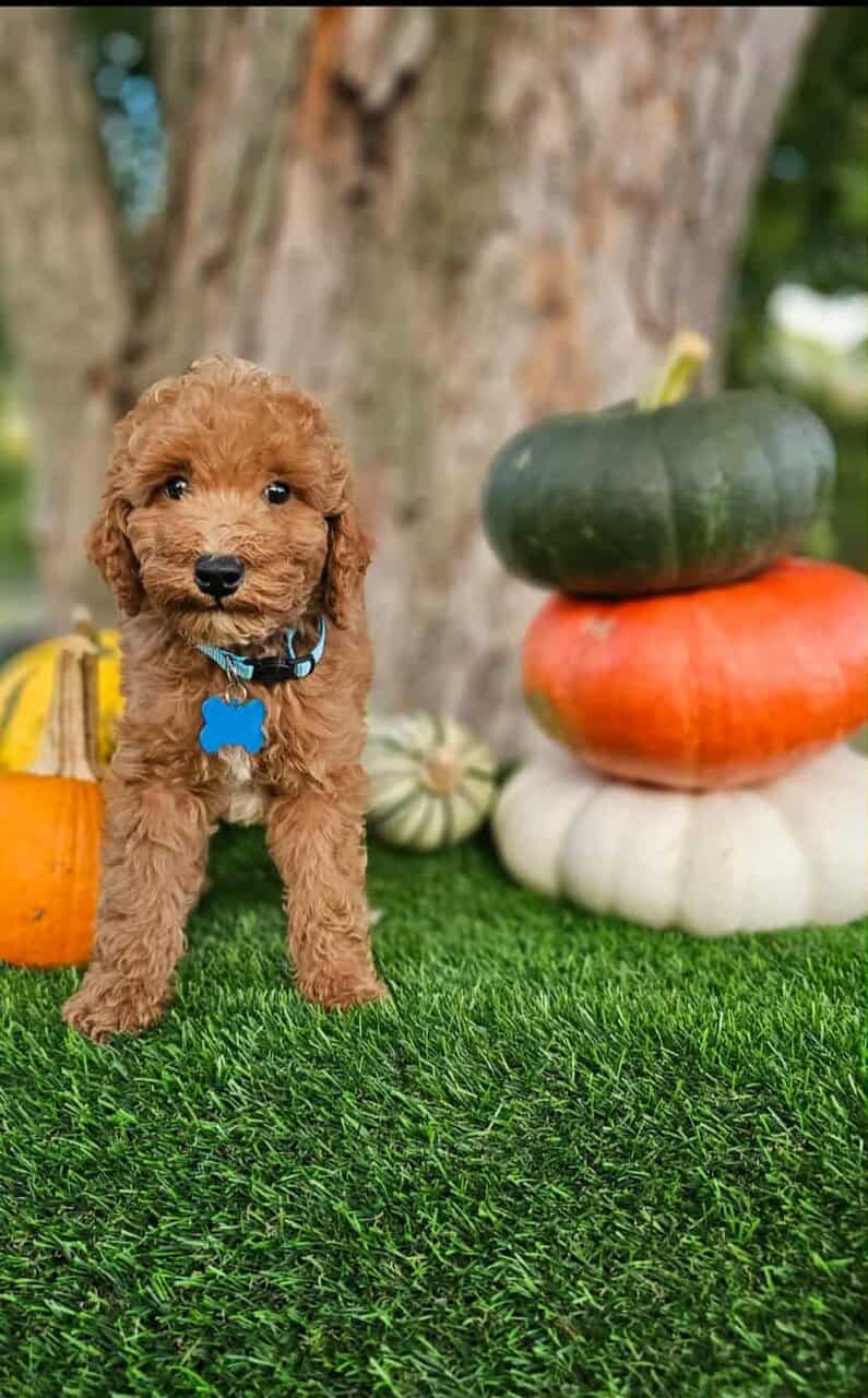 Sammy-Mini Poodle image 1