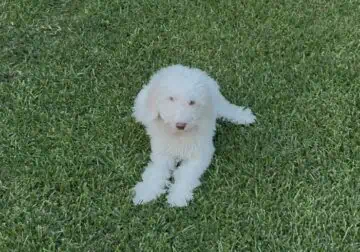 Standard Poodle Puppy