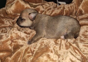 Snicker – Male – NE Oklahoma