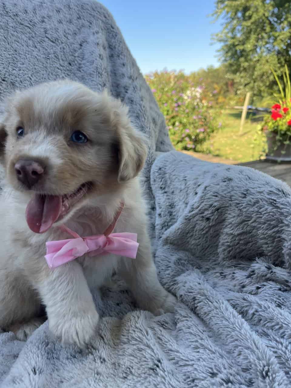 AKC Pure Bred Australian Shepherds image 2
