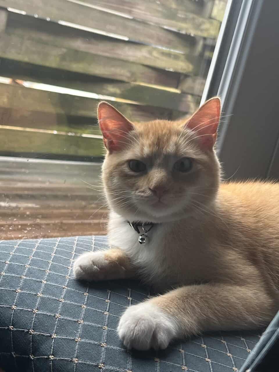 ✨ Rehoming Beautiful 1-Year-Old Cat – Ollie ✨ image 8