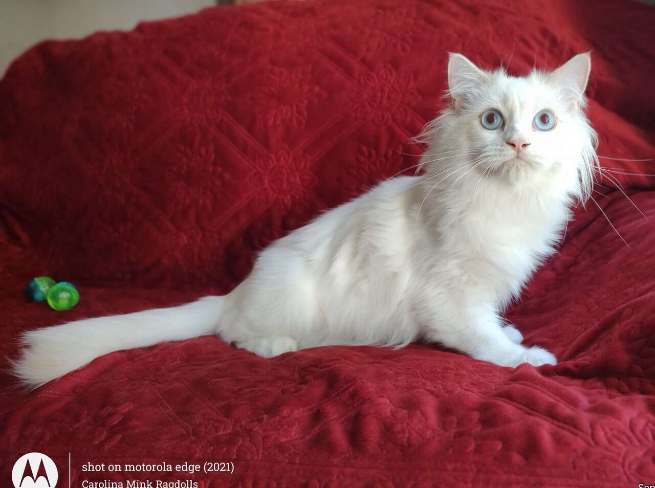 PURRFECT COMPANION: Traditional Lilac Bicolor Male image 1