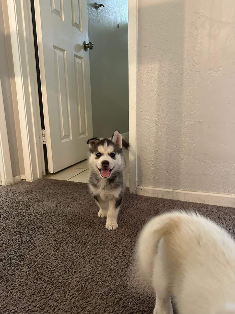 Husky puppies image 4