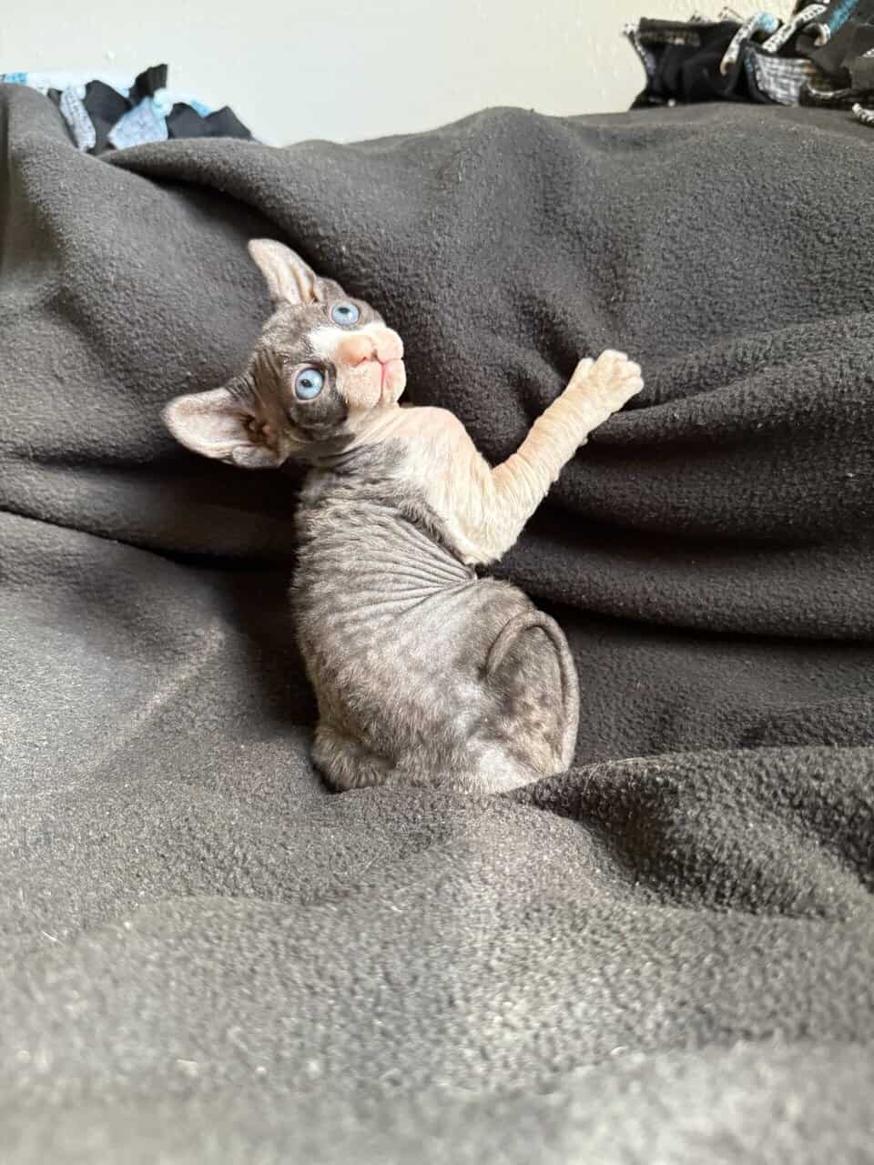 Elf Sphynx female image 3