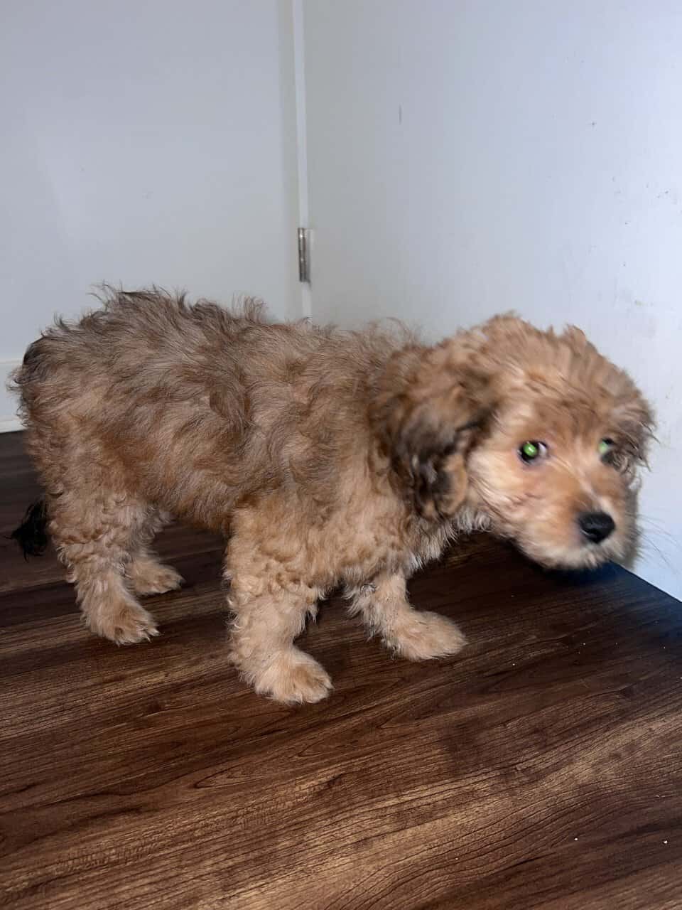 Say hi to BoBo image 9