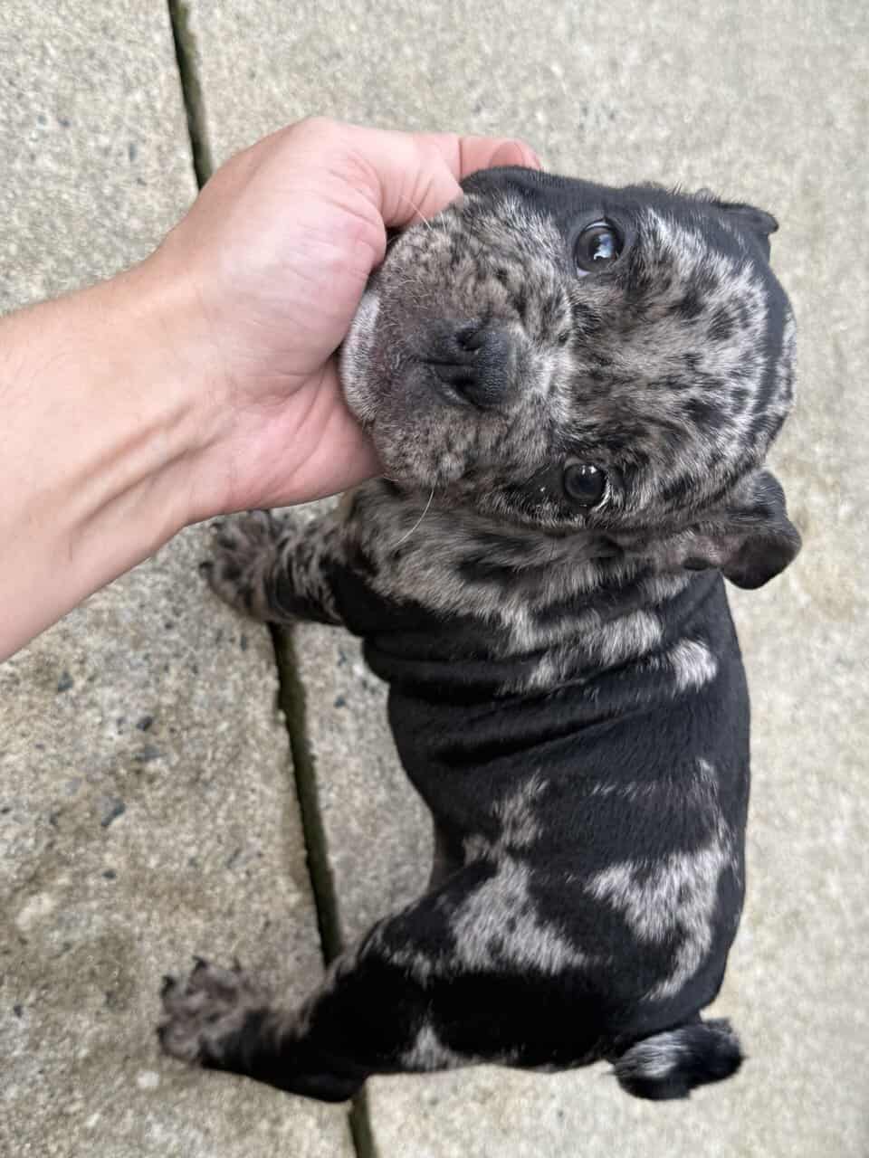 American bully x English Bulldog mix image 1