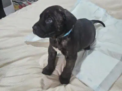 Cane corso/pressa canario puppies
