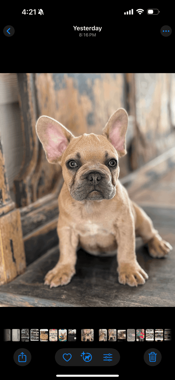 13 wk male French bulldog puppy image 4