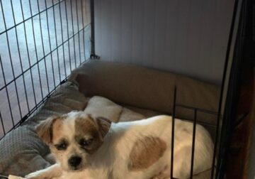 ADORABLE SMALL RUSSEL RAT TERRIET