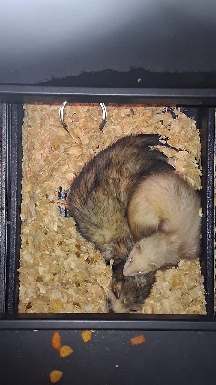 Female ferrets image 2