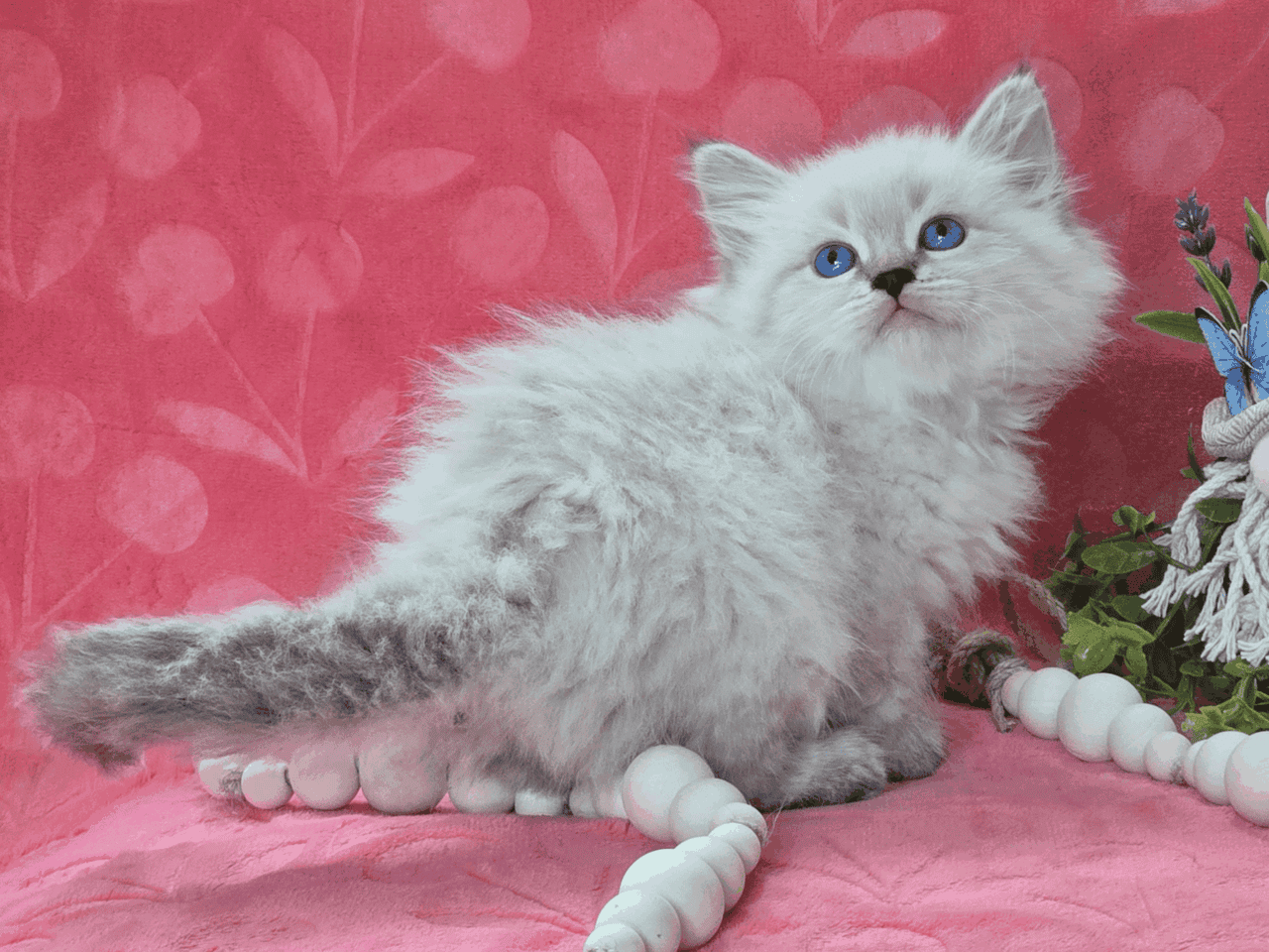 HYPOALLERGENIC Siberian kittens!! image 2