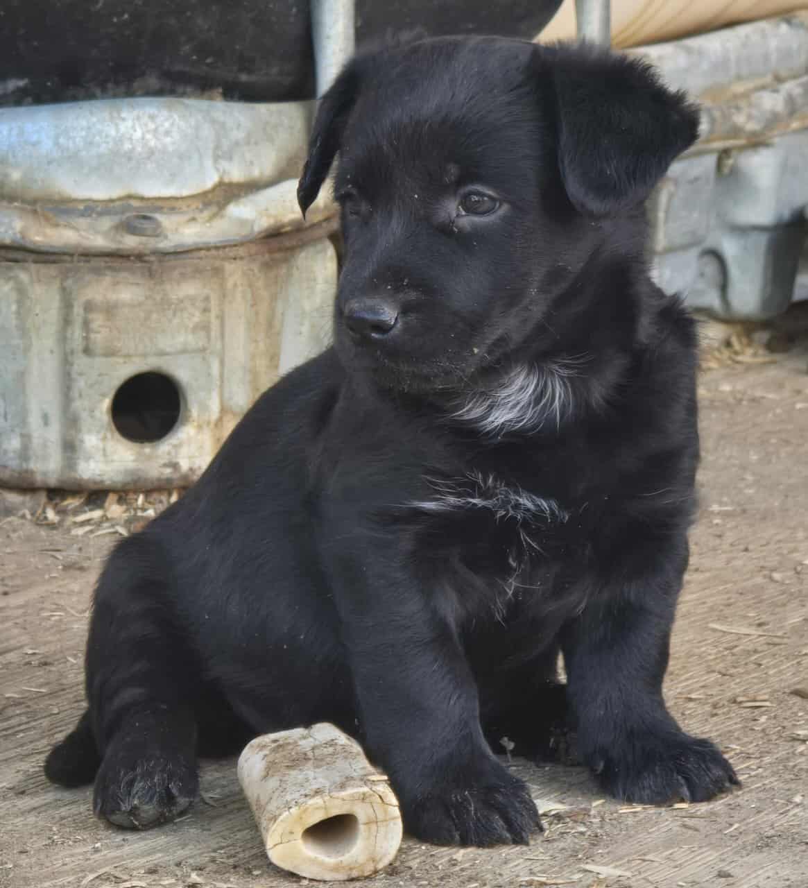 Corgi catahoula mix puppies image 3