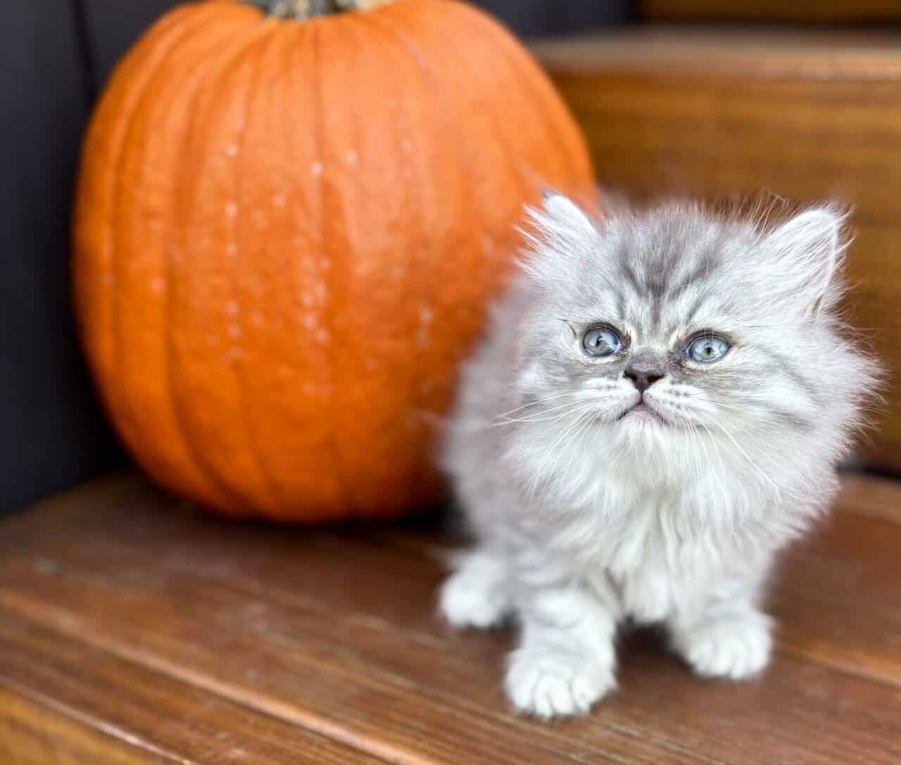 Persian Kittens image 6