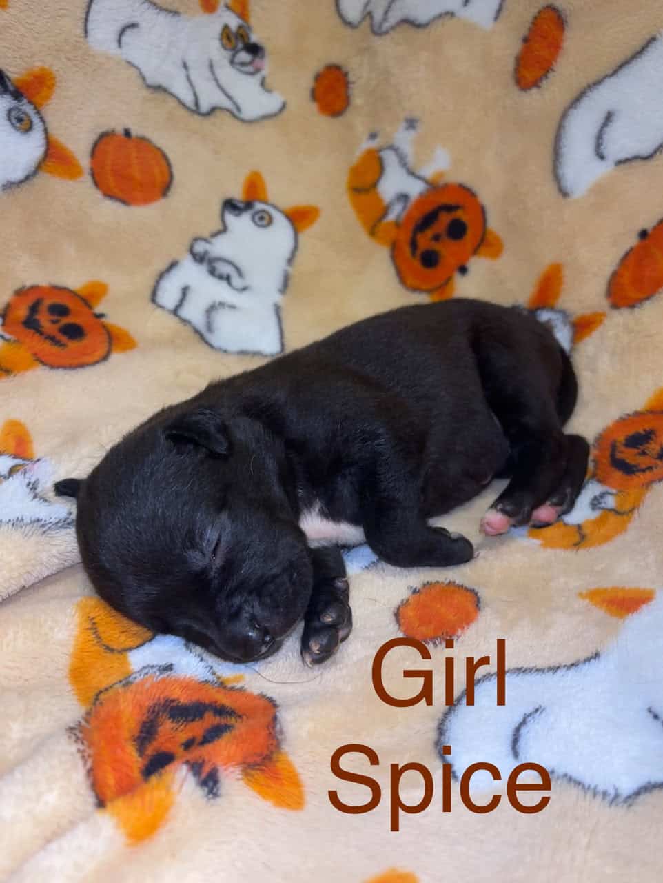 Lab/Pit Puppies image 2