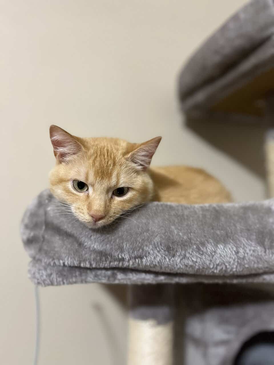✨ Rehoming Beautiful 1-Year-Old Cat – Ollie ✨ image 6