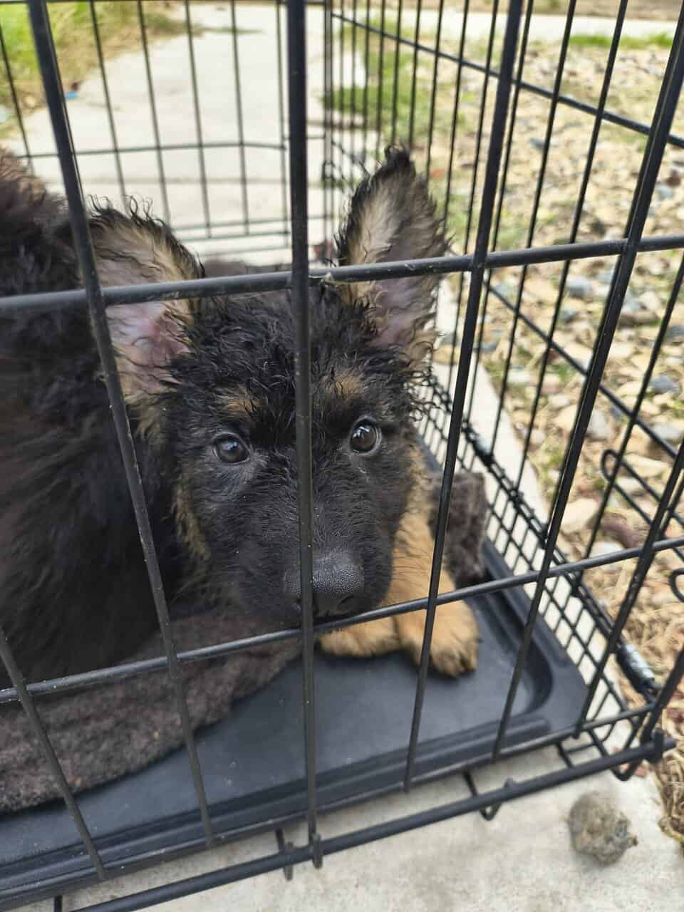 Vaccinated German shepherd puppies image 4