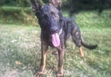 Czech German Shepherds 8 months