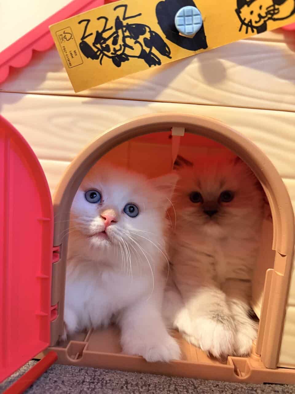 Ragdoll kittens for sale image 2
