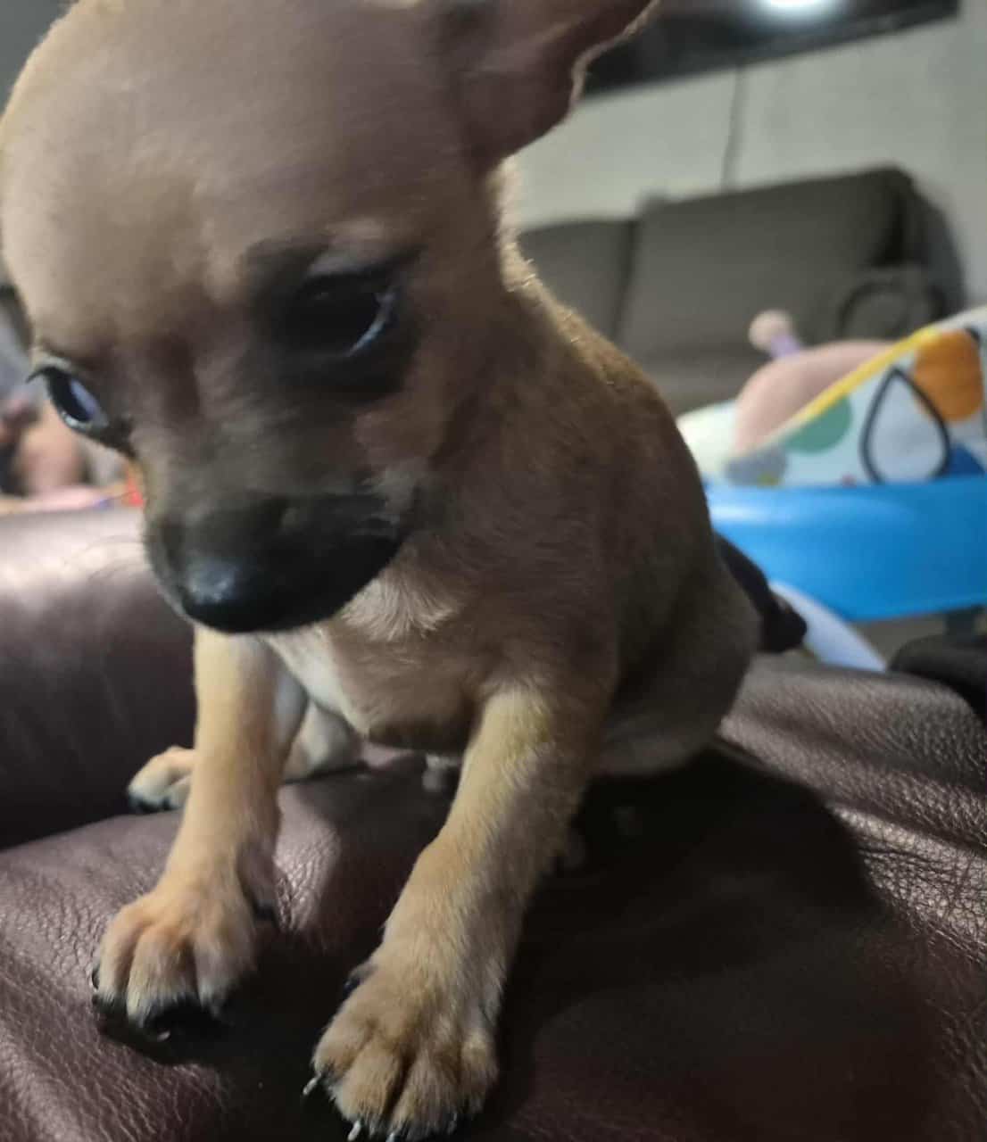 Rehoming Chihuahua Puppies image 1
