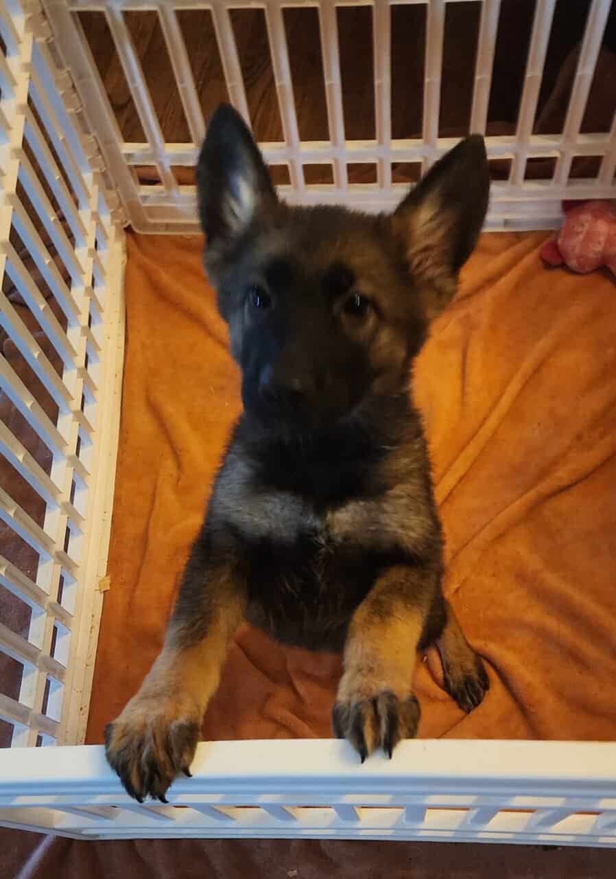 AKC Registered German Shepherd Puppies image 1