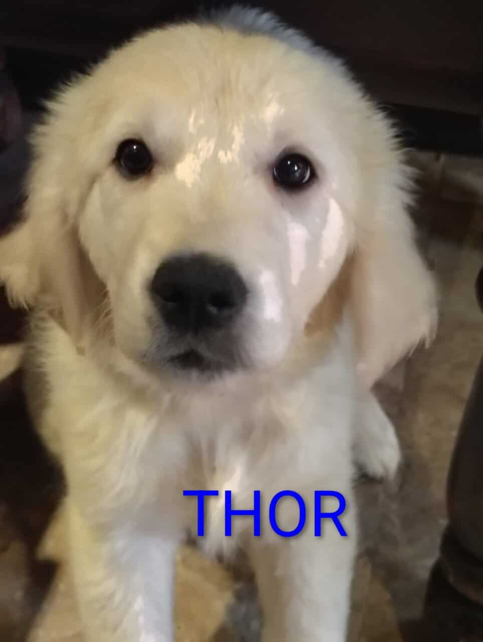 English cream golden retriever puppies image 1