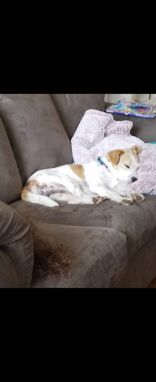 Home needed urgently! image 4