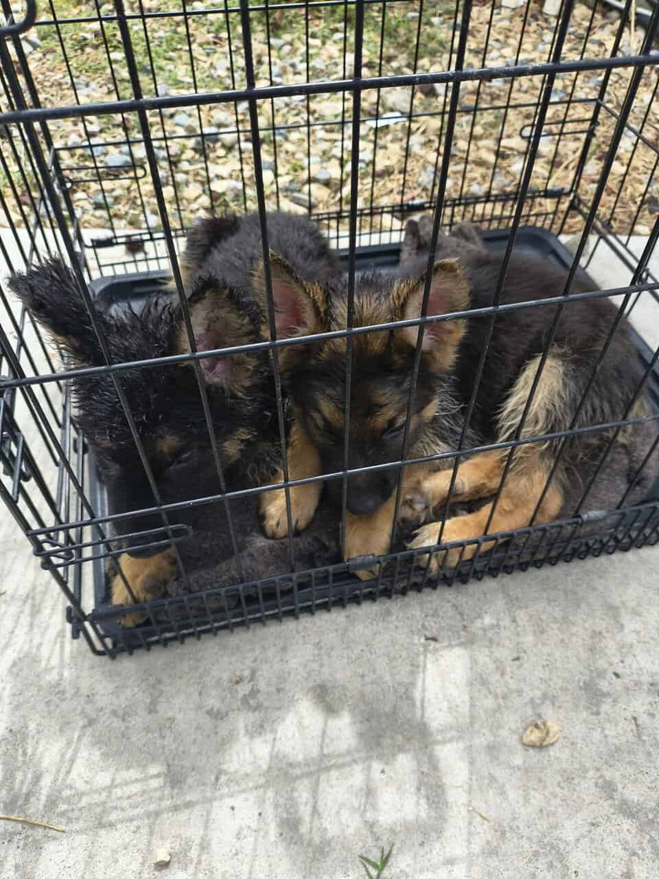 Vaccinated German shepherd puppies image 1