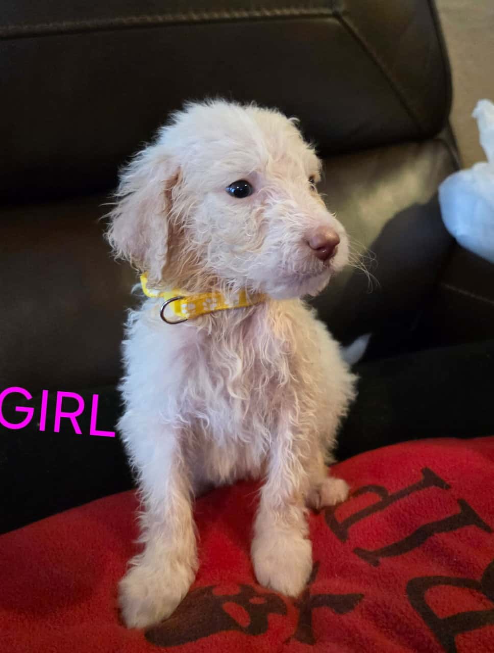 Goldendoodle pups image 9
