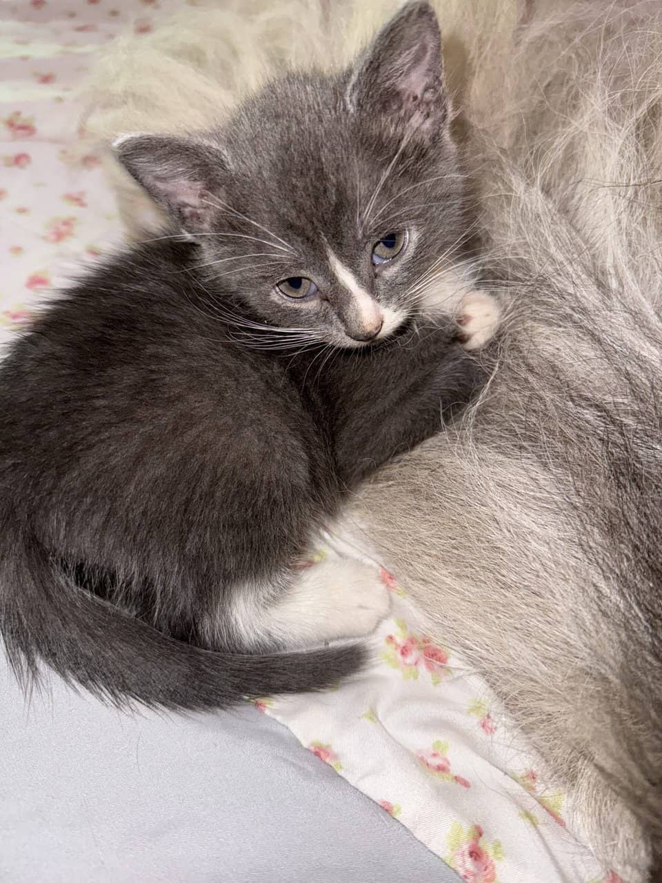 Need to rehome some cats because am moving image 1