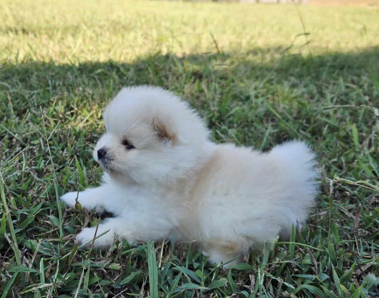 Pomeranian puppies - northern Alabama image 6