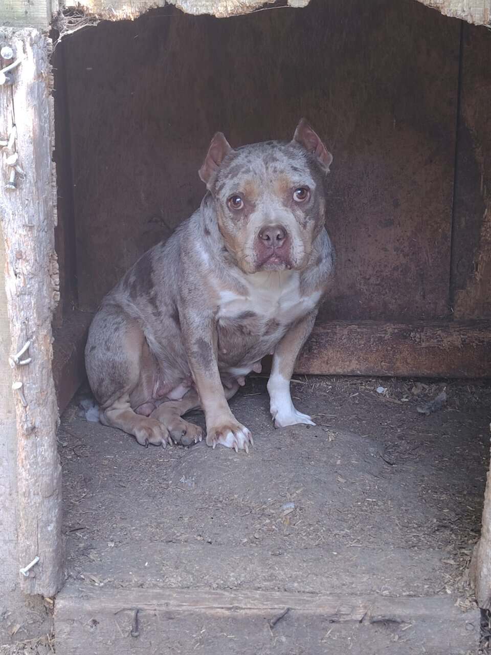 Female bully image 1