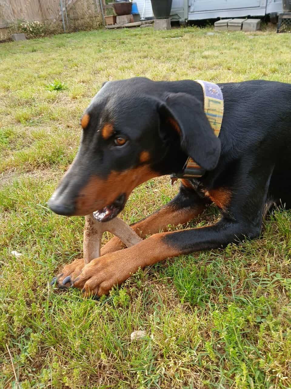 Male 2 year old Doberman image 3