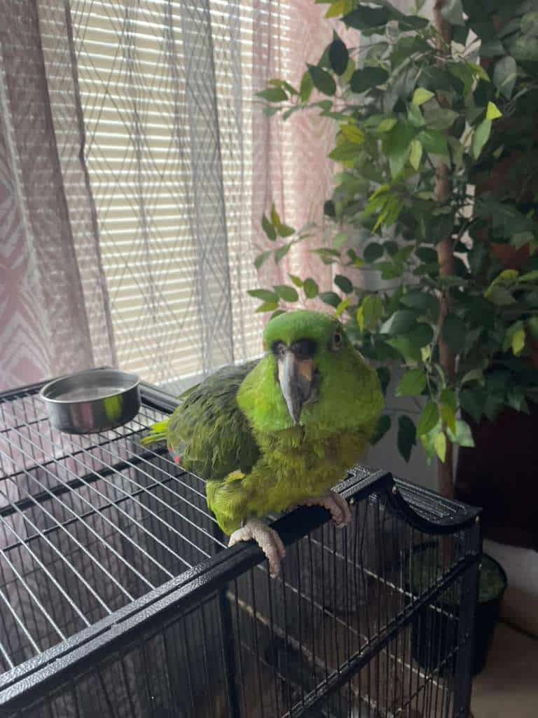 Amazon Bird image 2
