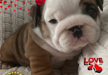 Gorgeous English Bulldog puppy