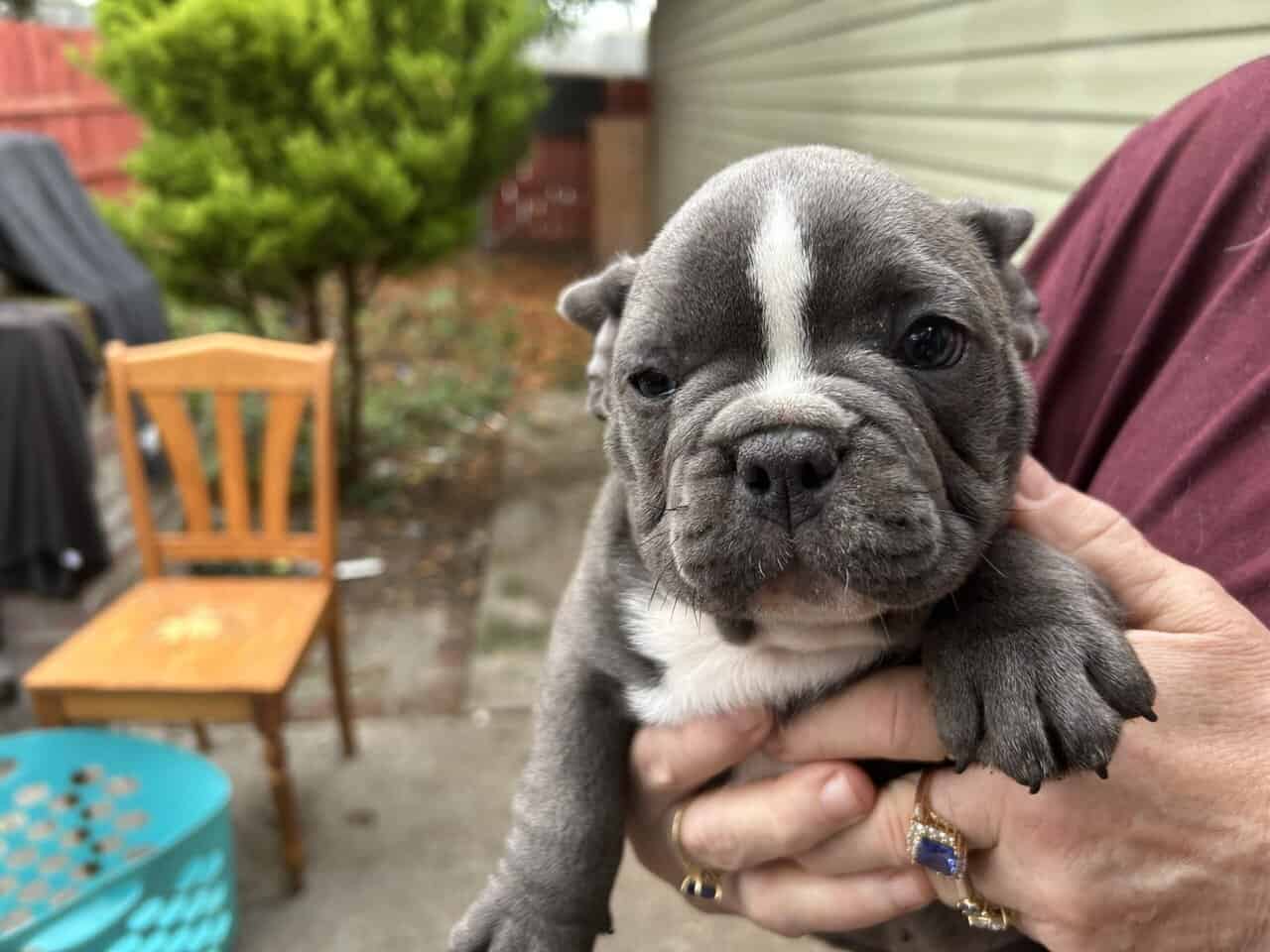 Excotic Bully image 3