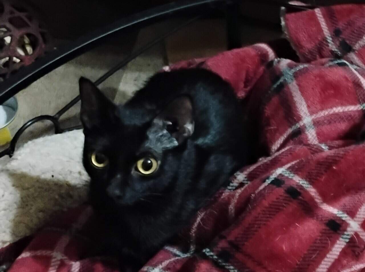 Free kittens image 1