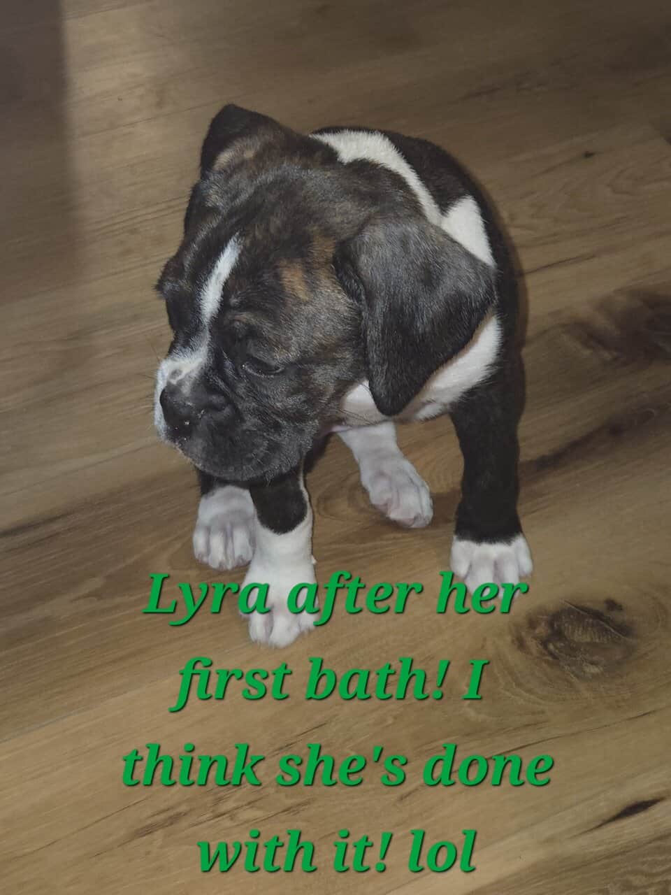 AKC PUPPY image 2