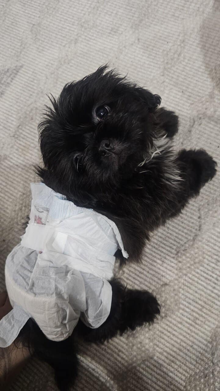 Pure breed Shih Tzu - 2Months image 2