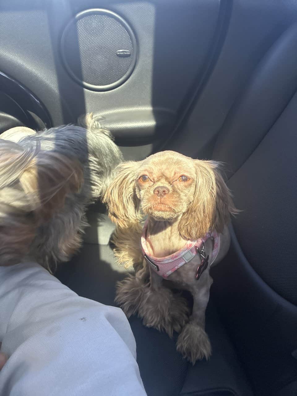 Female shih tzu image 2