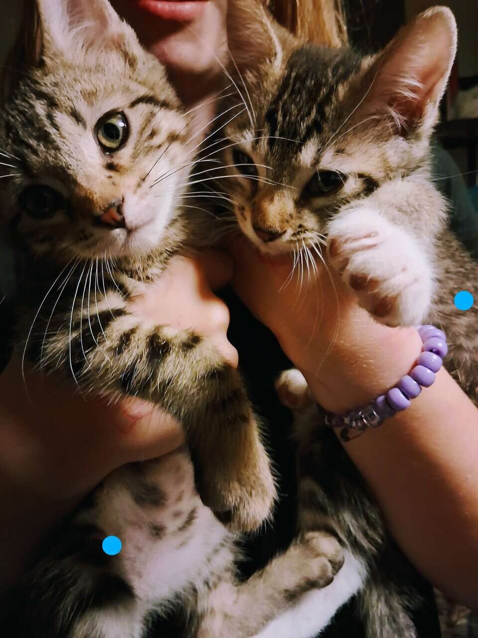 Soft , Sweet kittens for adoption. image 2