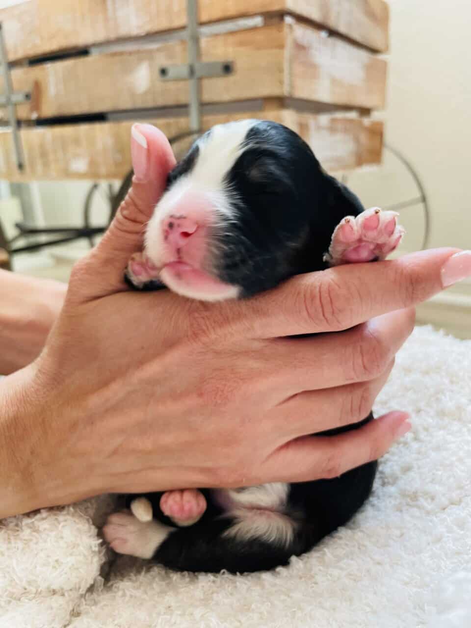 Bernedoodle F1 puppies image 15