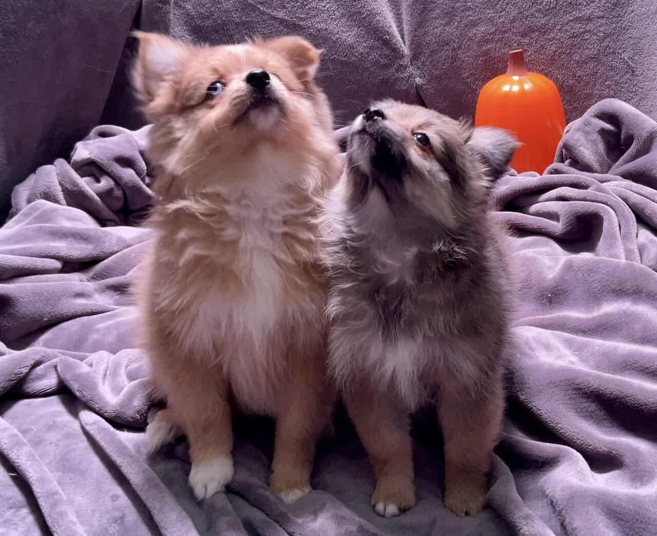 AussiePom Puppies image 8
