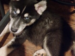 Siberian Husky Puppies