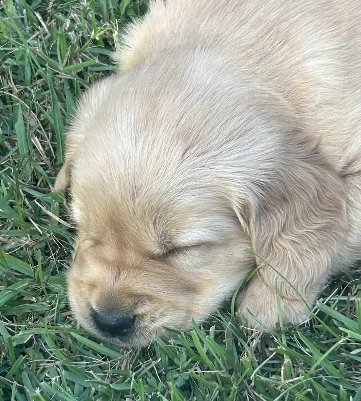 Cedar Creek Golden Retrievers image 5