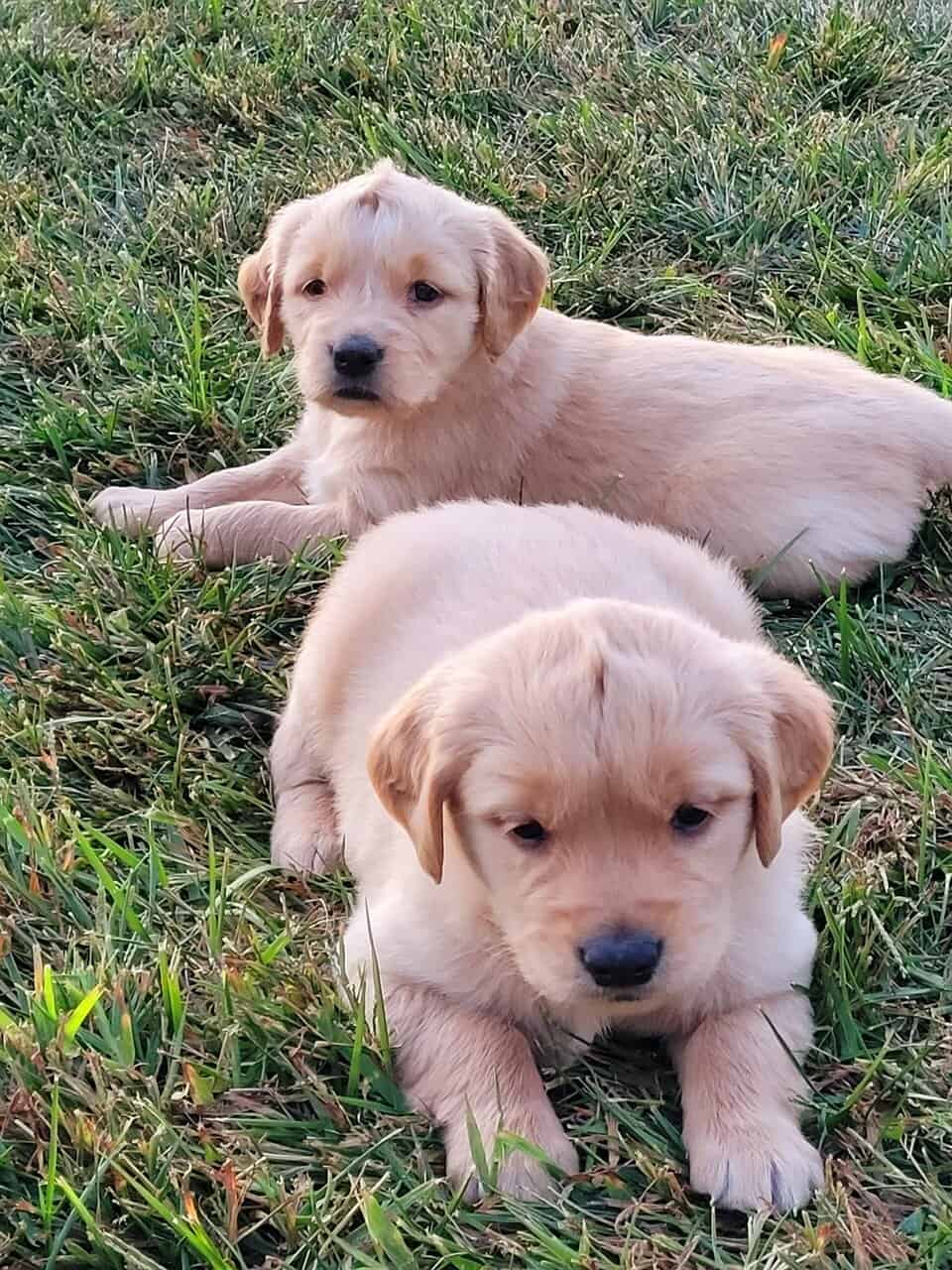 Golden Retriever puppies image 15