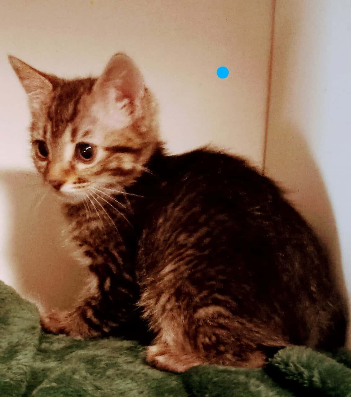 Soft , Sweet kittens for adoption. image 8