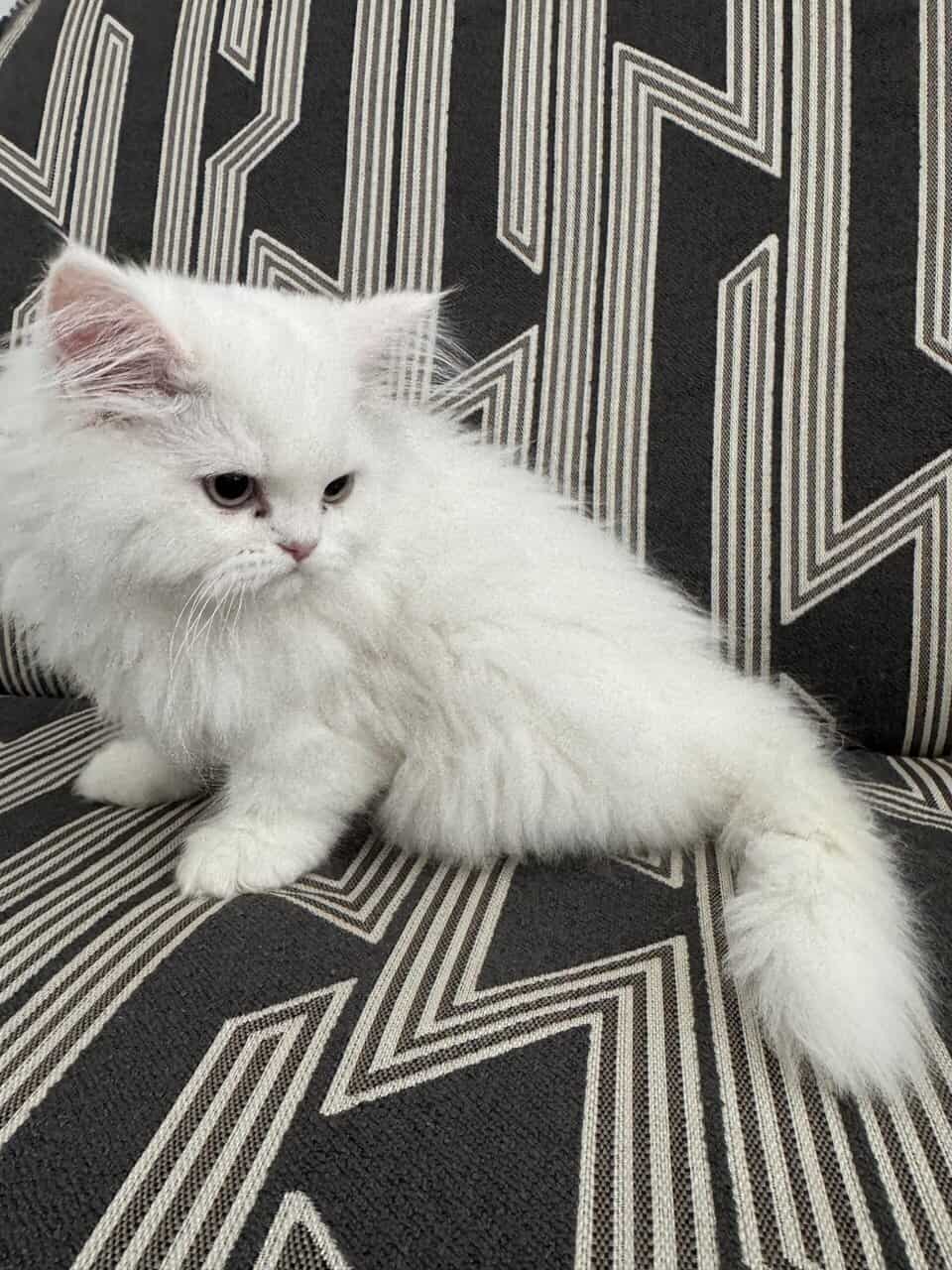 Persian Dollface image 3