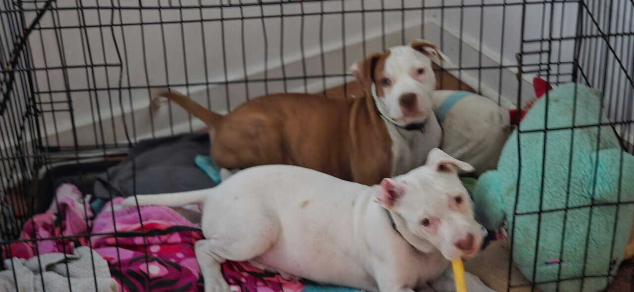 American Pit Bull Puppies image 4